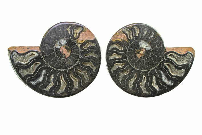 Cut & Polished Ammonite Fossil - Unusual Black Color #281333